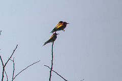 20170519 3375VRTw [A+H] Bienenfresser (Merops apiaster), Neusiedler See