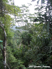 31 Floating Through The Rain-forest by Aerial Tram