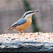 Nuthatch with seeds
