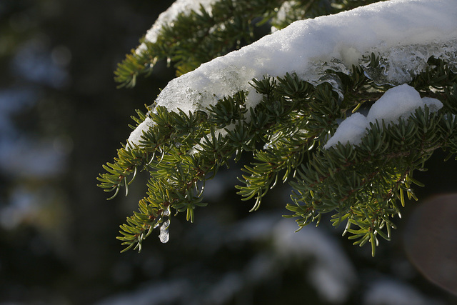 Snow and Ice