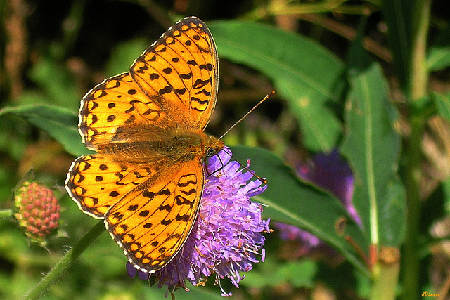 Argynnis pandora