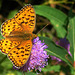 Argynnis pandora