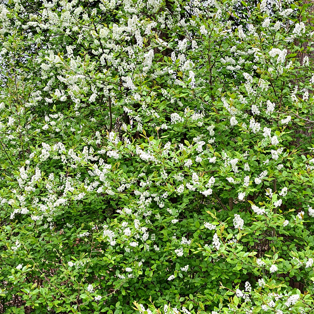 Gewöhnliche Traubenkirsche (Prunus padus L., Syn.: u. a. Padus avium Mill., Padus racemosa Lam.)