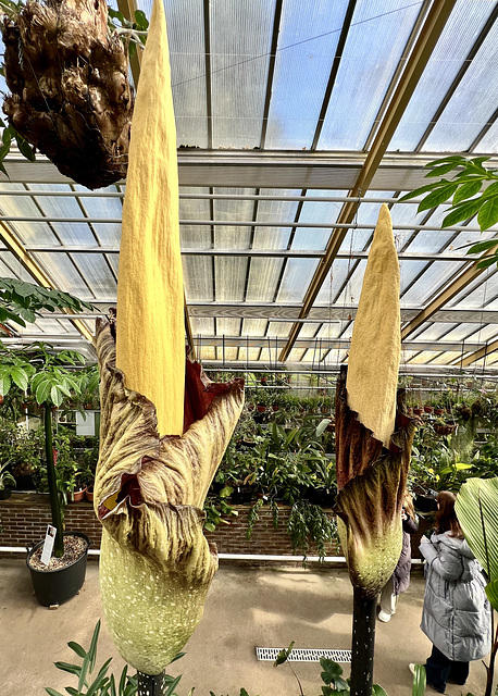 Hortus Botanicus 2023 – Flowering of two Amorphophallus Gigas