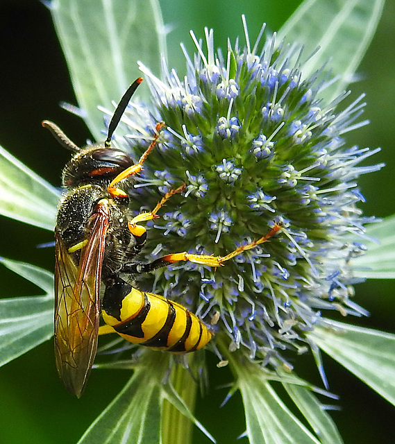 20230720 2682CPw [D~LIP] Flachblättriger Mannstreu (Eryngium planum), Bienenwolf (Philantus triangulum), Bad Salzuflen