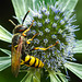 20230720 2682CPw [D~LIP] Flachblättriger Mannstreu (Eryngium planum), Bienenwolf (Philantus triangulum), Bad Salzuflen