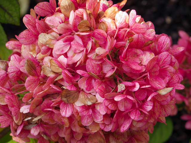 Shades of Hydrangea