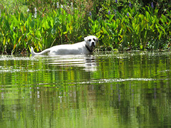 Branco in the pond