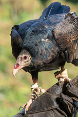 ipernity-Treffen Saarburg - Besuch des Greifvogelparks Saarburg am 12.09.2025