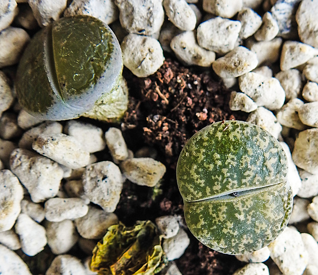 20260201 1320CPw [D~LIP] Lebende Steine (Lithops ...), BS
