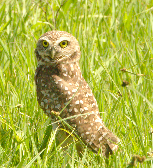 IMG 00190owl