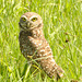 IMG 00190owl