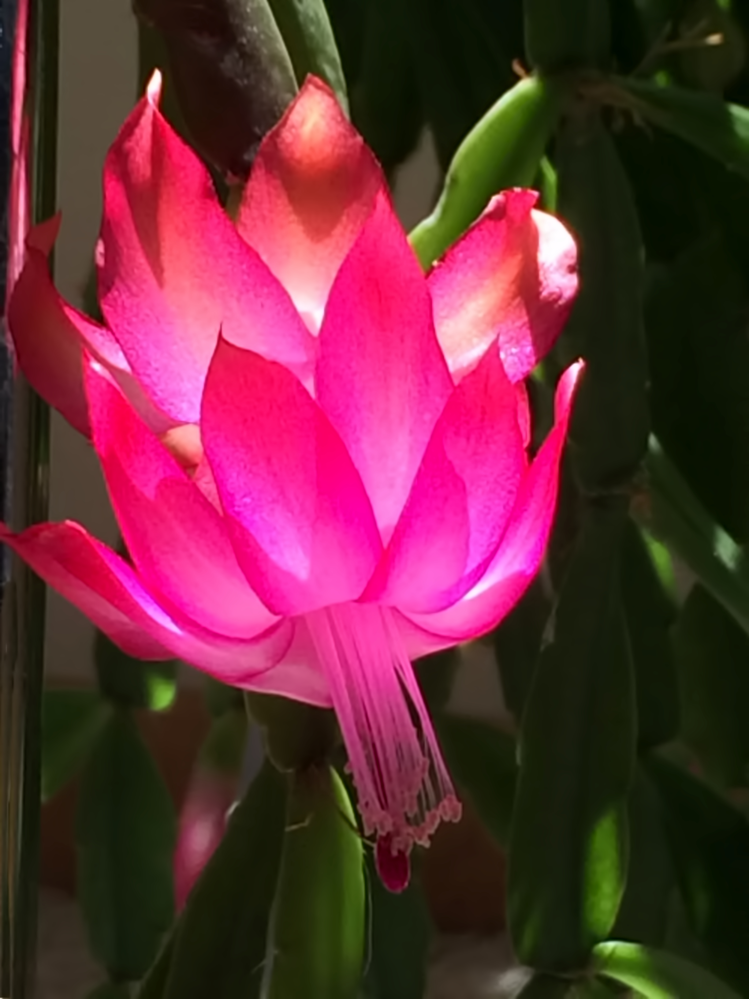 Christmas Cactus - out of season