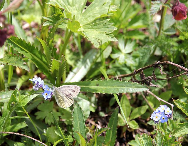 Schmetterling auf Vergissmeinnicht (PIP)