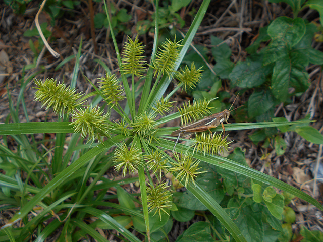 DSCN1358 - gafanhoto em  Cyperus hermaphroditus, Cyperaceae