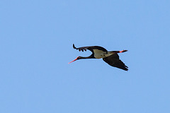 20170519 3381VRTw [A+H] Schwarzstorch (Ciconia nigra), Neusiedler See