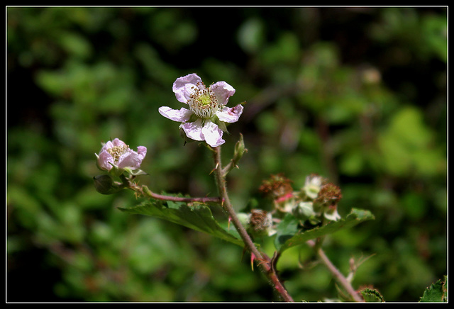 Rubus fruticosus (2)