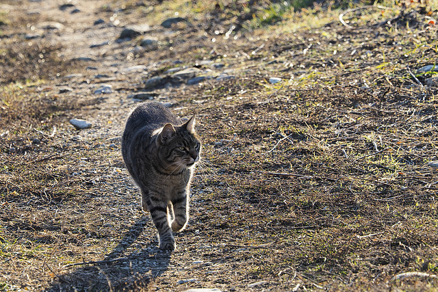 Feline at a trot