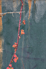 Urban Growth 7