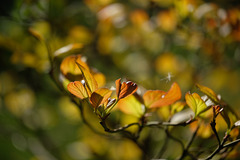 DSCF7627