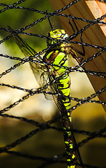 20200816 9620CPw [D~LIP] Blaugrüne Mosaikjungfer (Aeshna cyanea) [w] , Bad Salzuflen