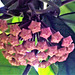 The beginnings of the hoya flower