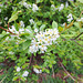 Gewöhnliche Traubenkirsche (Prunus padus L., Syn.: u. a. Padus avium Mill., Padus racemosa Lam.)