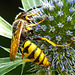 20230720 2683CPw [D~LIP] Flachblättriger Mannstreu (Eryngium planum), Bienenwolf (Philantus triangulum), Bad Salzuflen