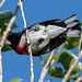 Rose-breasted Grosbeak