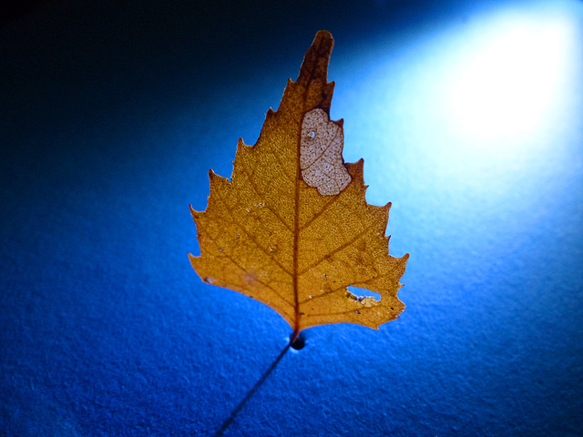 Macro Mondays Blatt vom Lieblingsbaum