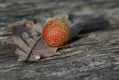 Feuille de chêne . Feuille de chêne .