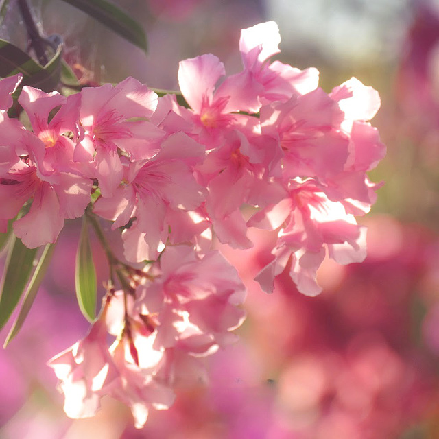 Oleander.| Wings