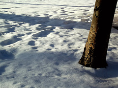 Trunk shadows