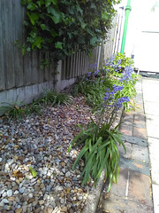 Gravel Bed flowers