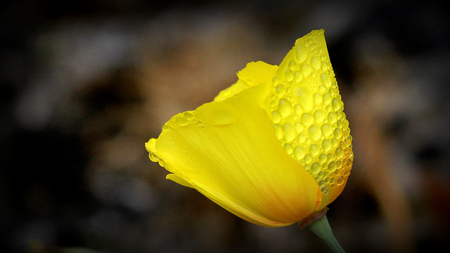 Eschscholzia