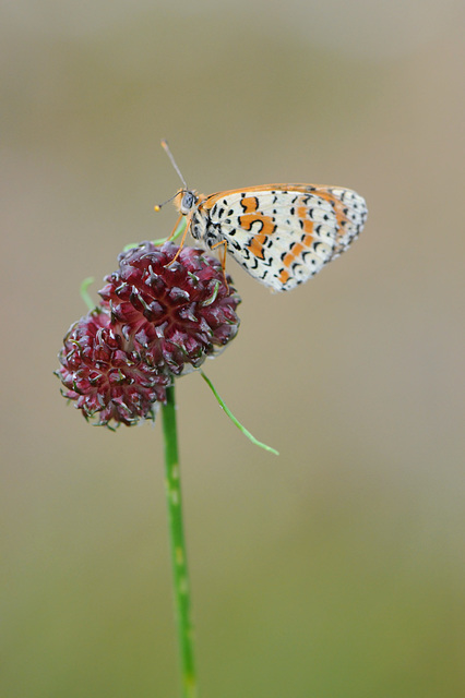 Spotted Fritillary