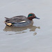 Duck paddling the river