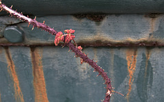 Urban Growth 6