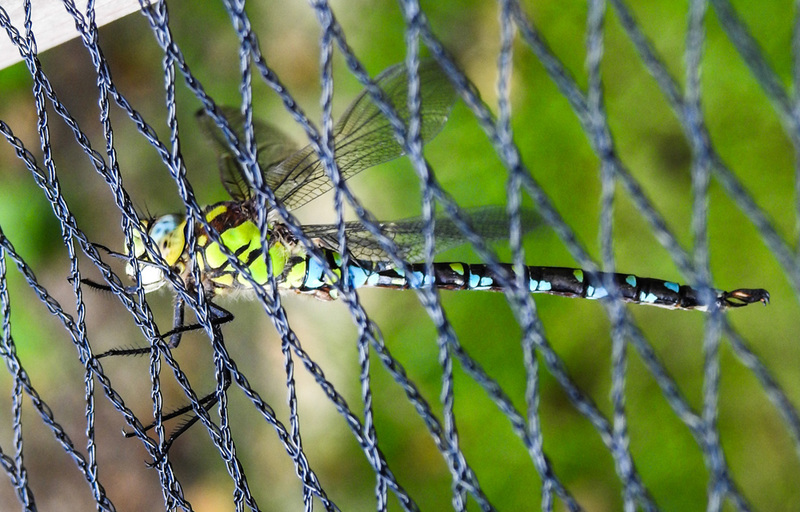 20200930 9841CPw [D~LIP] Blaugrüne Mosaikjungfer (Aeshna cyanea), Bad Salzuflen