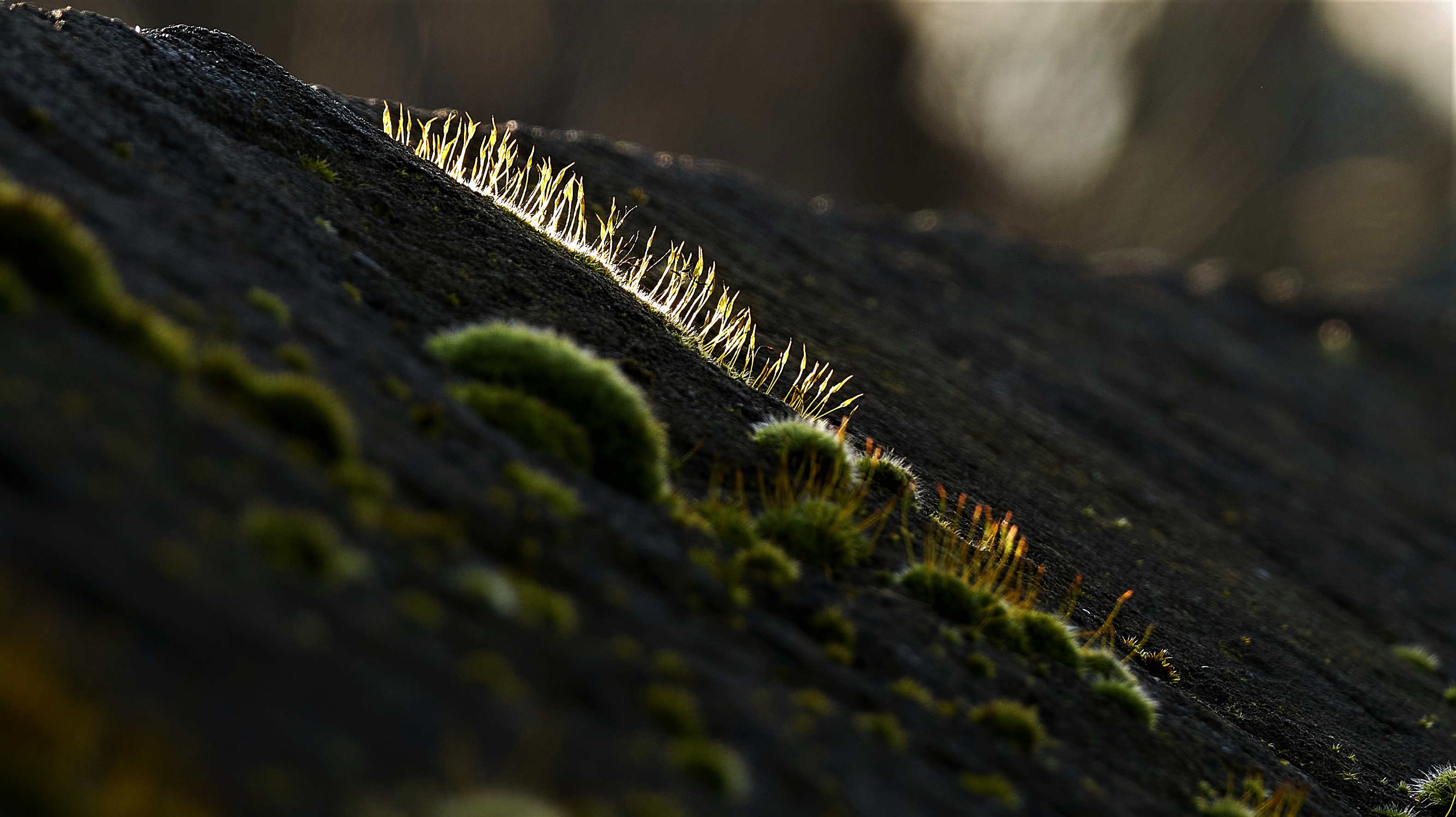 Those Wonderous Little Mossy Landscapes!!