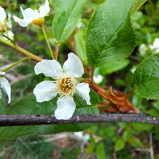 Gewöhnliche Traubenkirsche (Prunus padus L., Syn.: u. a. Padus avium Mill., Padus racemosa Lam.)