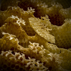 c02  •  alvéoles miel macro rondeur