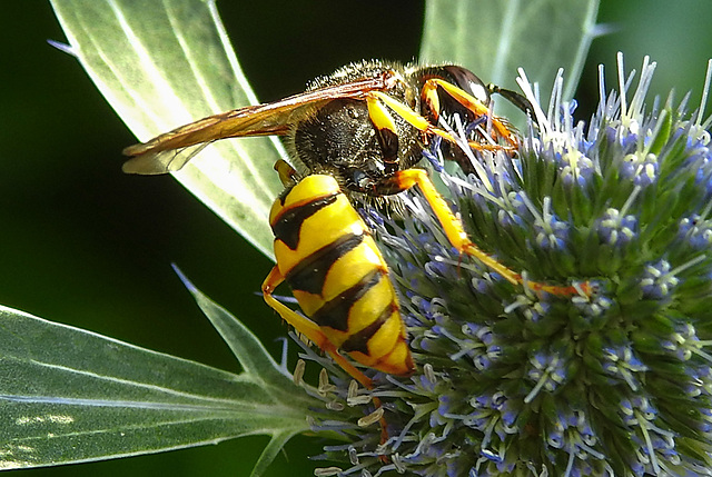 20230720 2684CPw [D~LIP] Flachblättriger Mannstreu (Eryngium planum), Bienenwolf (Philantus triangulum), Bad Salzuflen