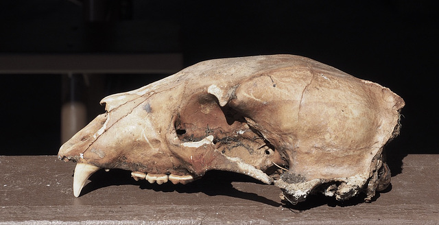 Bear Skull I found at 10 Mile Lake. Bear Skull I found at 10 Mile Lake.