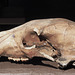 Bear Skull I found at 10 Mile Lake.