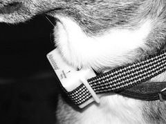 Anti bark collar