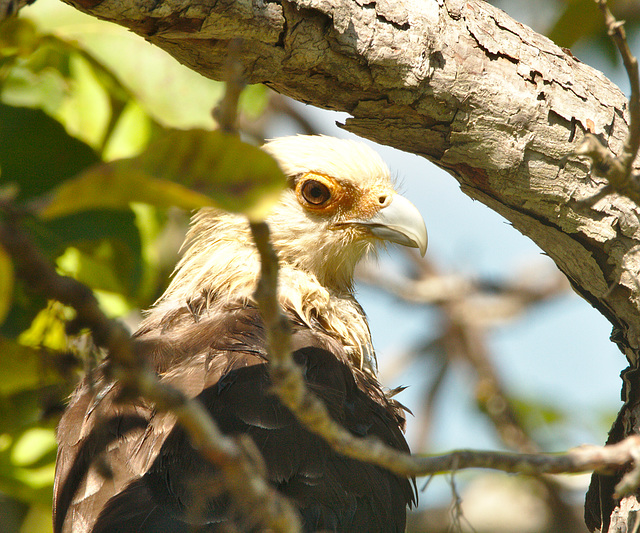 IMG 00197birdofprey