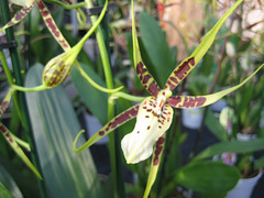 Orchidee