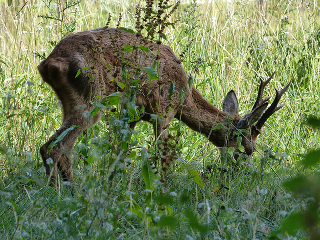 Roebuck