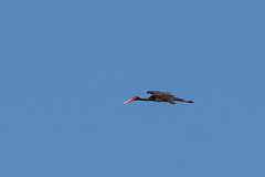 20170519 3390VRTw [A+H] Schwarzstorch (Ciconia nigra), Neusiedler See